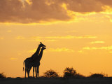 Giraffes  Silhouetted at Sunset  Etosha National Park  Namibia  Africa