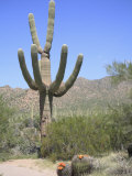Saguaro Cactus  Saguaro National Park  Tuscon Mountain District West Unit  Tucson  Arizona