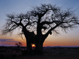 Sunrise Through Hole Made in Baobab Tree by an Elephant in Ruaha National Park of Southern Tanzania