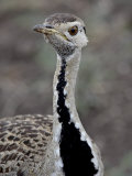 Male Black-Bellied Bustard