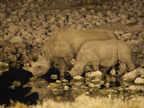 Black Rhino  Cow and Calf  Drinking at Night  Okaukuejo Waterhole