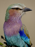 Lilac-Breasted Roller  Masai Mara National Reserve  Kenya  East Africa  Africa