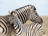 Burchell's Zebra  with Foal  Etosha National Park  Namibia  Africa
