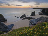 Spring Wildflowers on the Clifftops Overlooking Bedruthan Steps  North Cornwall