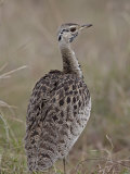 Male Black-Bellied Bustard