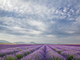 Lavender Field  Plateau De Valensole  Provence  France  Europe