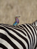 Lilac-Breasted Roller on the Back of a Grants Zebra
