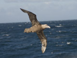 Giant Petrel  Near Falkland Islands  South Atlantic  South America