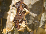 Frankincense  the Resin Seeping Out into a Cut in the Tree's Bark  Dhofar Mountains  Salalah