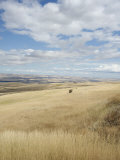 Farmland Off Highway 84  Near Pendleton  Oregon  United States of America  North America