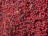 Ripe Coffee Beans  Recuca Coffee Plantation  Near Armenia  Colombia  South America