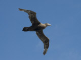 Giant Petrel  Near Falkland Islands  South Atlantic  South America