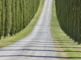 Abstract View of Cypress Trees and their Shadows across Gravel Road  Near Pienza  Tuscany