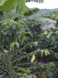 Coffee Beans Growing on the Vine  Recuca Coffee  Near Armenia  Colombia  South America