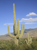 Saguaro Cacti  Saguaro National Park  Rincon Mountain District  Tucson  Arizona