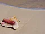 Conch Shell on Beach  Cat Island  the Bahamas  West Indies  Central America
