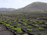 Vineyards of La Geria on Volcanic Ash of 1730S Eruptions  Lanzarote  Canary Islands