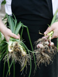 Cook with Freshly Picked Onions and Spring Onions  Jutland  Denmark  Scandinavia  Europe