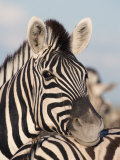 Burchell's Zebra  Resting  Etosha National Park  Namibia  Africa