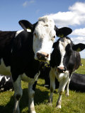 Cows in a Field  South Jutland  Denmark  Scandinavia  Europe