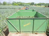 Man Driving Truck with Harvested Organic Pineapples  Costa Rica  Central America