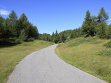 Road in the Pinewood  Lombardy  Italy  Europe