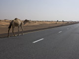 Lone Camel Walking Along a Road Through the Desert Near Dubai  United Arab Emirates  Middle East