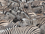 Plains Zebra  Crowd at Waterhole  Etosha National Park  Namibia  Africa