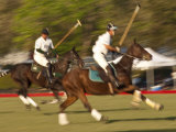 Polo  Houston  Texas  United States of America  North America
