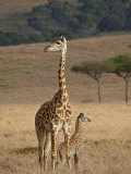 Mother and Baby Masai Giraffe Just Days Old