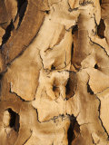 Quiver Tree Bark  Quiver Tree Forest  Keetmanshoop  Namibia  Africa