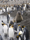 Fur Seal and King Penguins  St Andrews Bay  South Georgia  South Atlantic
