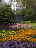 Flowers at Keukenhof Gardens  Near Leiden  Netherlands  Europe