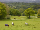 Horses in Field Near Vejle  Jutland  Denmark  Scandinavia  Europe