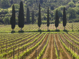 Vineyard and Cypress Trees  San Antimo  Tuscany  Italy  Europe