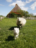 Marsk Lambs at a Farm in Dalen  Jutland  Denmark  Scandinavia  Europe