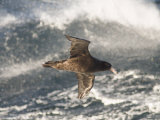 Giant Petrel  Near Falkland Islands  South Atlantic  South America