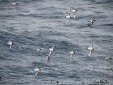 Cape Petrels Flying in the Drakes Passage  Argentina  South America