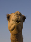 Close-Up of Camel's Head in Bright Evening Light  Near Abu Dhabi