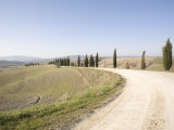 The Cypress Road Near Pienza  Val D'Orcia  Tuscany  Italy  Europe