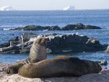 Fur Seals  Gourdin Island  Antarctic Peninsula  Antarctica  Polar Regions
