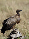 African White-Backed Vulture with a Full Crop  Masai Mara National Reserve