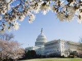 Spring Cherry Blossom  the Capitol Building  Capitol Hill  Washington DC