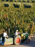 Farmer Driving a Tractor in Lujan De Cuyo  Mendoza Region  Argentina  South America