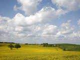 Rape Fields  Jutland  Denmark  Scandinavia  Europe
