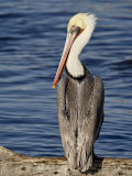 American White Pelican  Sonny Bono Salton Sea National Wildlife Refuge