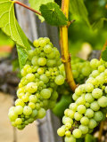 Grape Vines in Northern California Near Mendocino