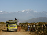 Grape Harvest at a Vineyard in Lujan De Cuyo with the Andes Mountains in the Background  Mendoza
