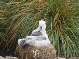 Black Browed Albatross Chick  West Point Island  Falkland Islands  South America