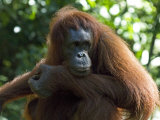 Semi-Wild Orang Utan